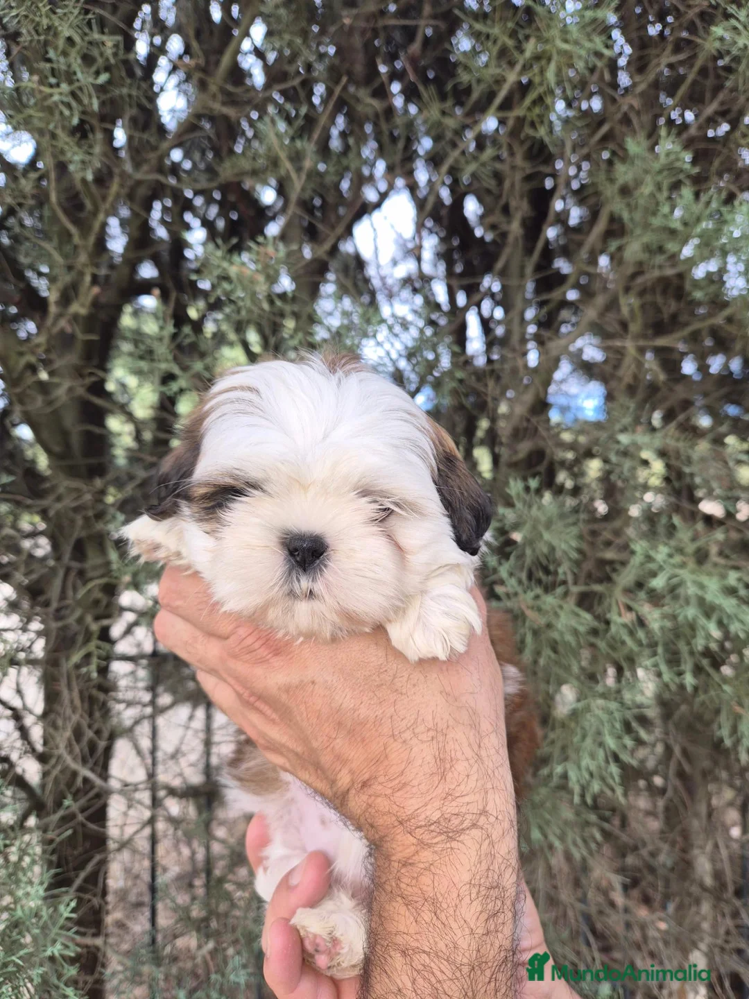 Shih Tzu perros en venta: Shih tzus - Anuncio 1
