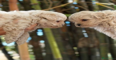 Maltipoo perros Maltipoo toy - Anuncio 5