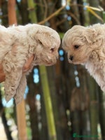 Maltipoo perros Maltipoo toy - Anuncio 6