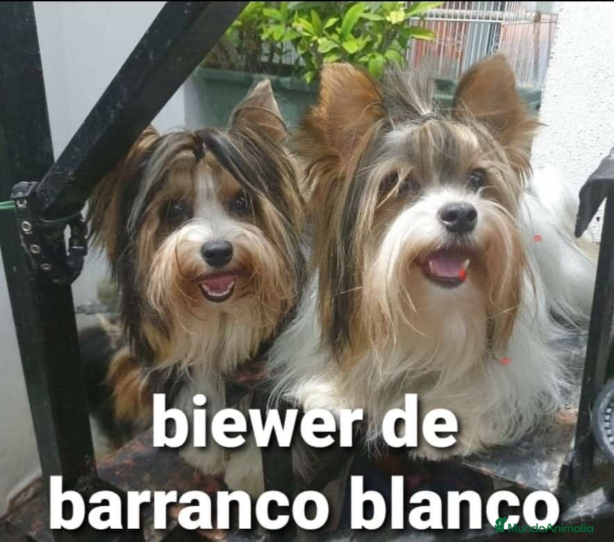 Biewer Yorkshire Terrier a la Pom Pon perros Biewer con pedigree excelente - Anuncio 3
