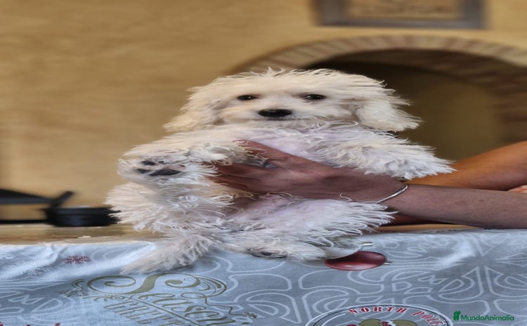 Caniche Toy perros - Anuncio 16