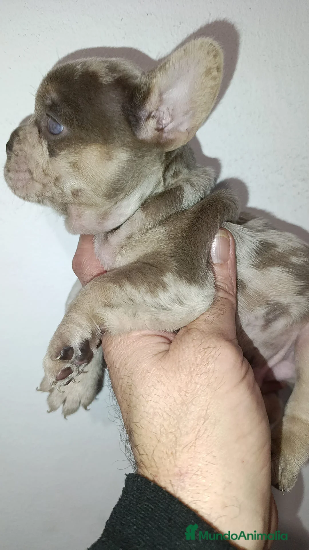 Bulldog Francés perros en venta: Bulldog Isabella Merle - Anuncio 5