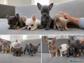 Chihuahua perros CHIHUAHUAS MINIATURA SEVILLA - ENTREGA - Anuncio 3