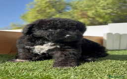 Perro de Agua Español perros en venta: PERRO DE AGUA ESPAÑOL HEMBRA - Imagen 13