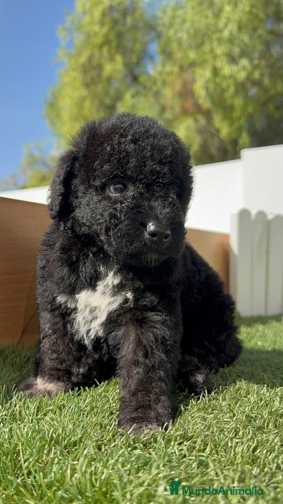 Perro de Agua Español perros en venta: PERRO DE AGUA ESPAÑOL HEMBRA - Imagen 13