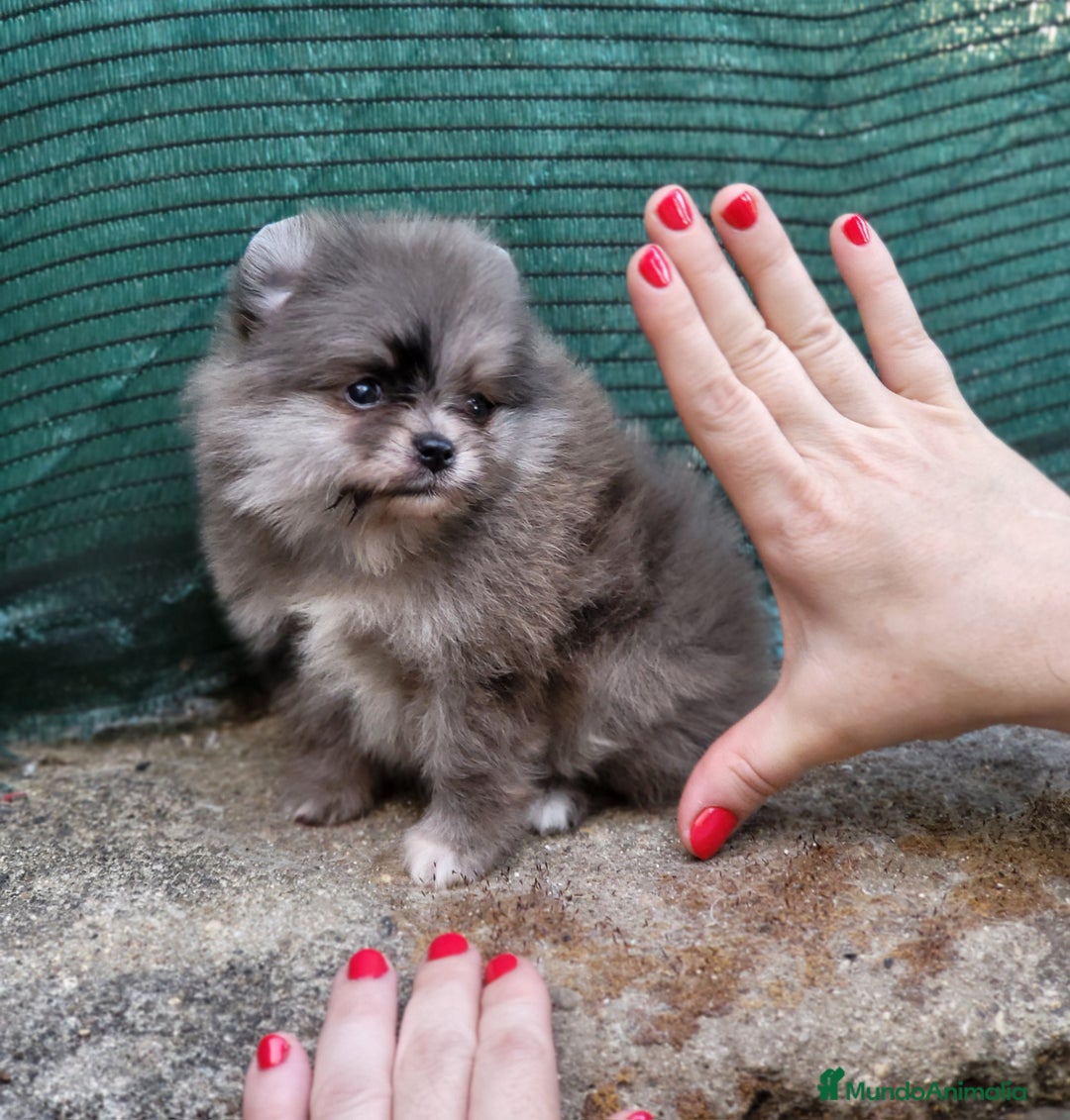 Pomerania perros en venta: Machito diminuto merle  - Imagen 2