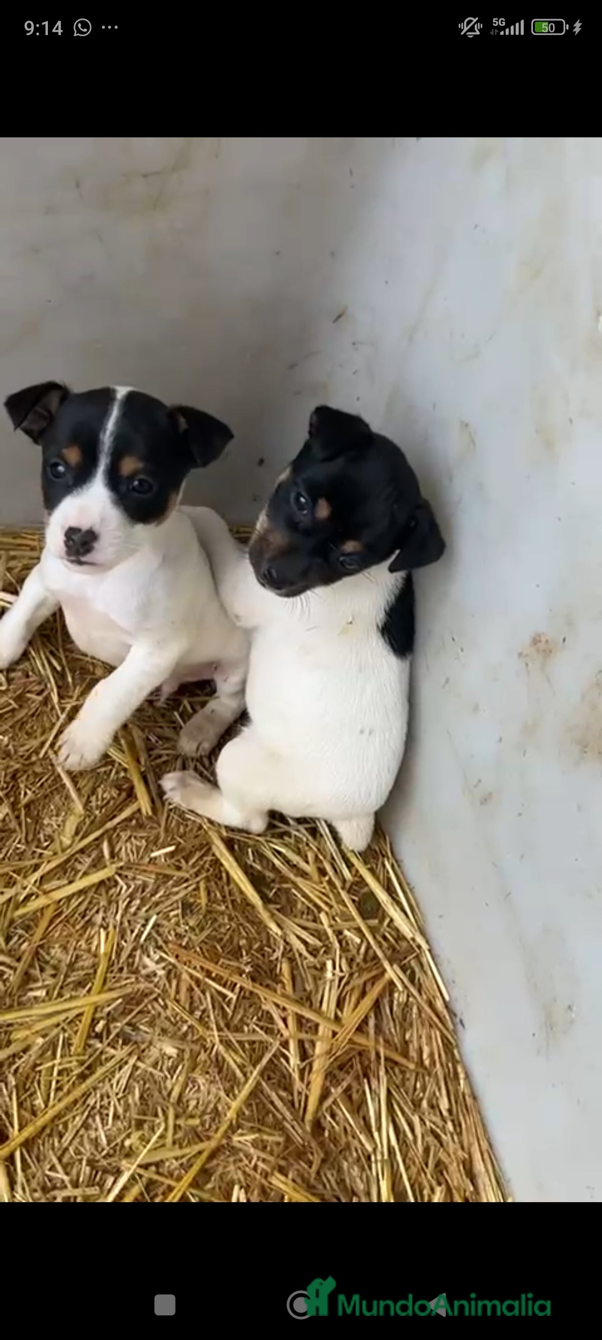 Ratonero Bodeguero Andaluz perros Bodeguero andaluz - Anuncio 2