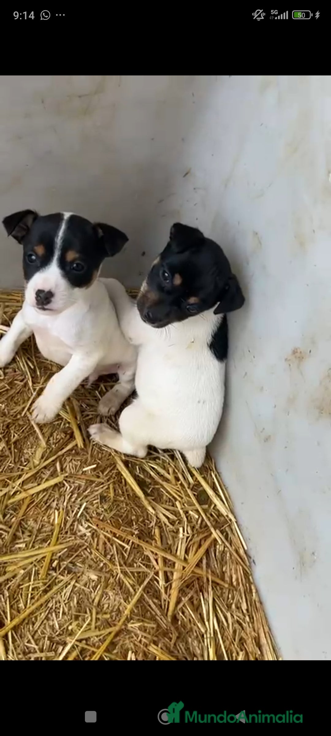 Ratonero Bodeguero Andaluz perros en venta: Bodeguero andaluz - Anuncio 2