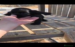 Cocker Spaniel Inglés perros en venta: Cocker spaniel ingles - Imagen 2