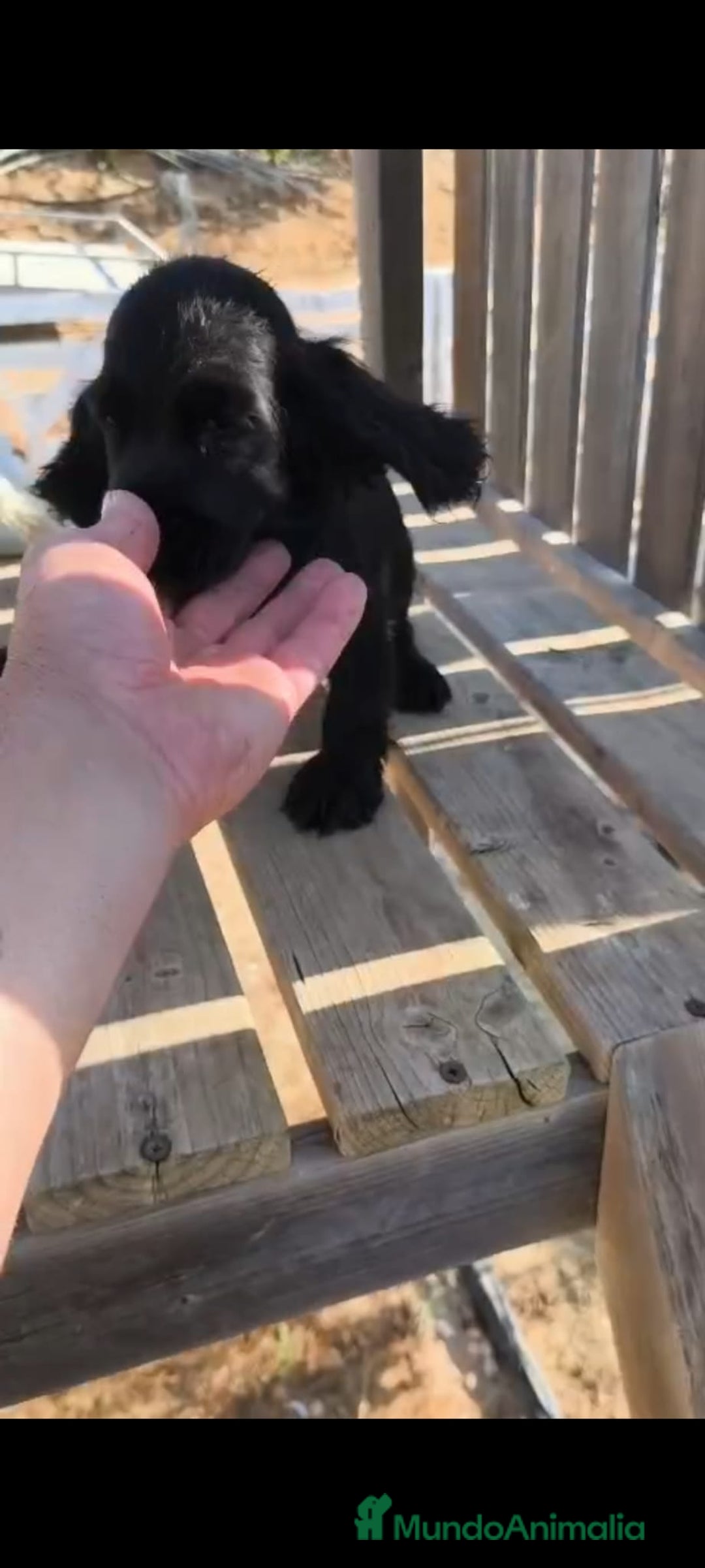 Cocker Spaniel Inglés perros en venta: Cocker spaniel ingles - Imagen 2