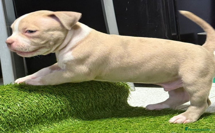American Bully perros - Anuncio 1