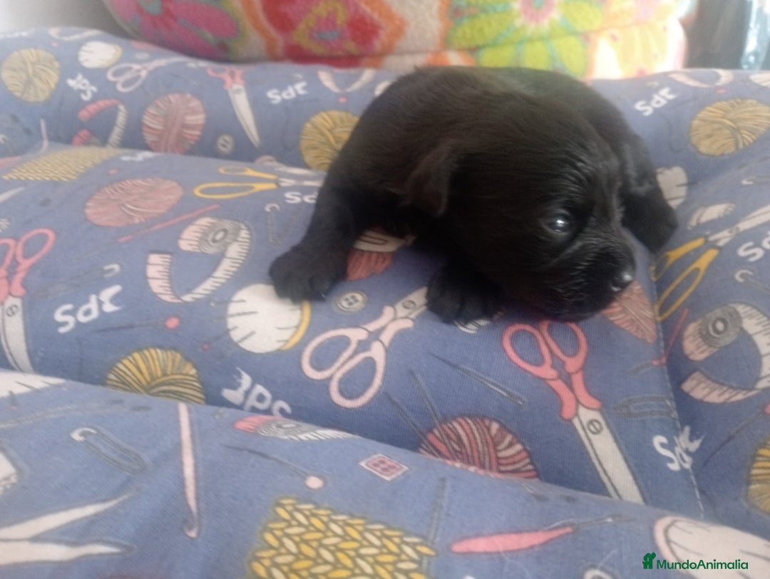 Schnauzer Miniatura perros en venta: SCHNAUZER MINIATURA  - Imagen 3