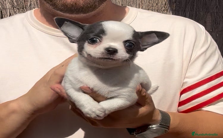 Chihuahua perros en Málaga - Propaganda 9