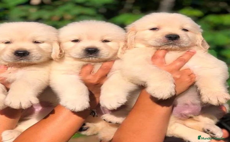 Golden Retriever perros - Anuncio 2