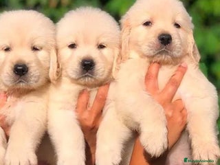 Golden Retriever perros - Anuncio 2