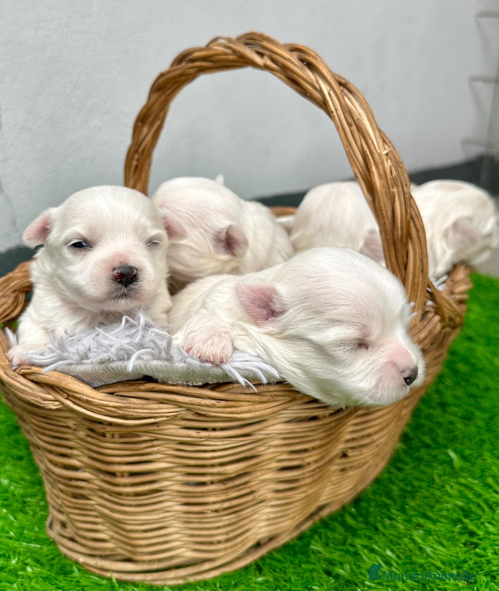 Bichón Maltés perros en venta: Excelente camada de Bichon Maltes - Anuncio 1