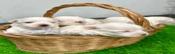 Bichón Maltés perros en venta: Excelente camada de Bichon Maltes - Anuncio 1
