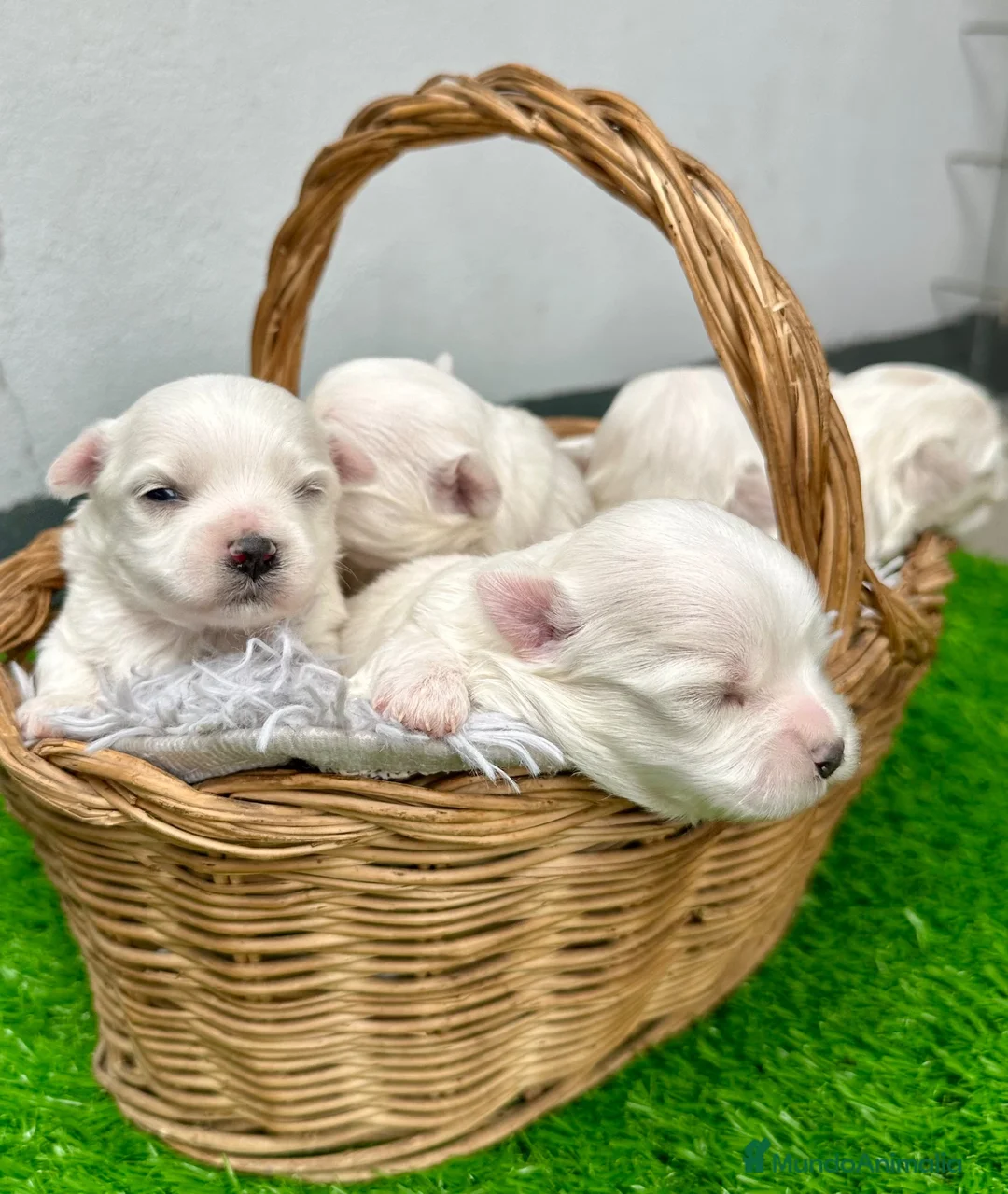 Bichón Maltés perros en venta: Excelente camada de Bichon Maltes - Anuncio 1