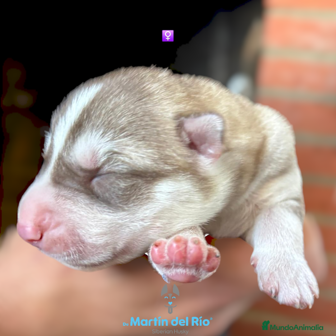 Husky Siberiano perros en venta: Husky Siberiano - cachorros  - Anuncio 4