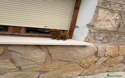 Caniche Toy perros en venta: Caniche mini Toy  - Imagen 5