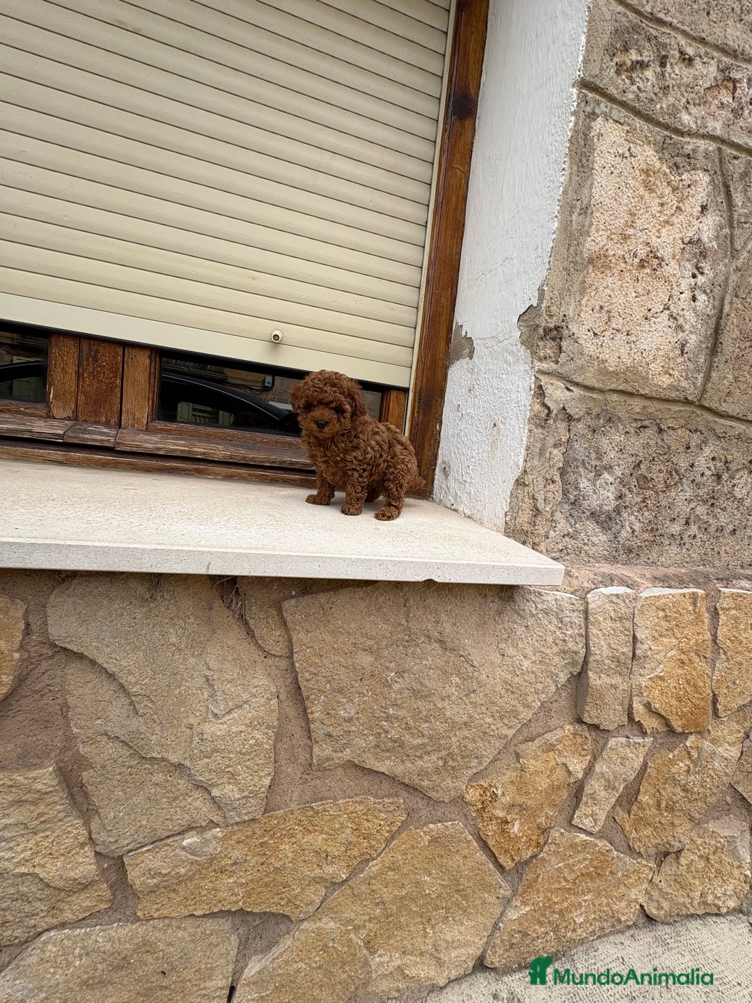 Caniche Toy perros en venta: Caniche mini Toy  - Imagen 5
