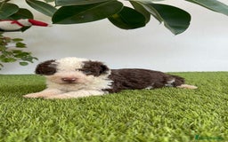 Perro de Agua Español perros en venta: PERRO DE AGUA ESPAÑOL MACHO - Imagen 18