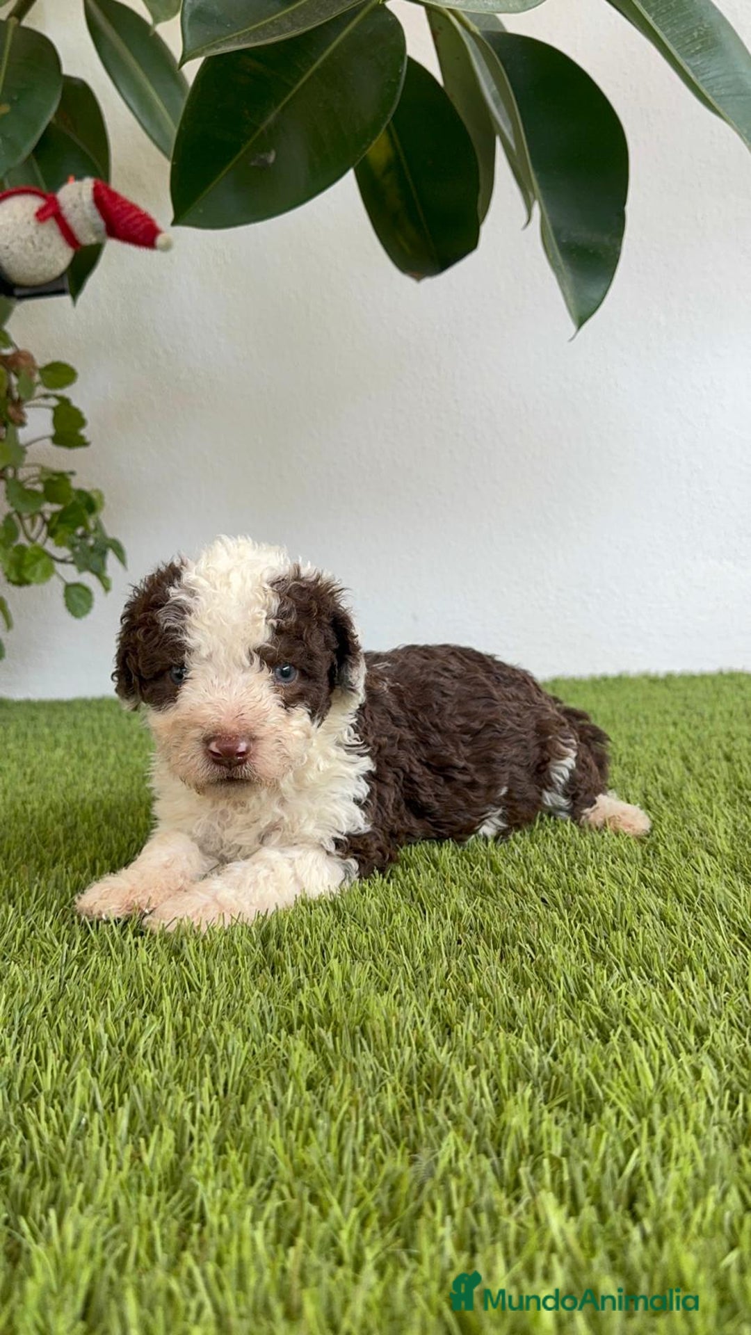 Perro de Agua Español perros en venta: PERRO DE AGUA ESPAÑOL MACHO - Imagen 18