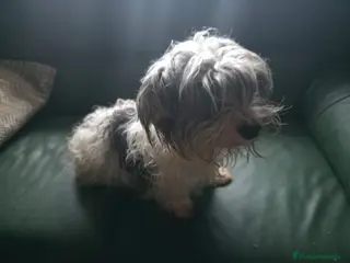 Biewer Yorkshire Terrier a la Pom Pon perros Yorkshire biewer - Anuncio 7