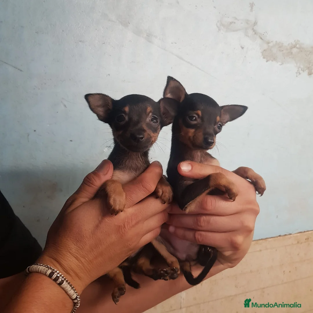 Ratón de Praga perros en venta: CACHORROS DE RATÓN DE PRAGA  - Anuncio 6