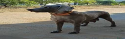 Weimaraner perros en venta: Último macho de Braco de weimar  - Anuncio 2