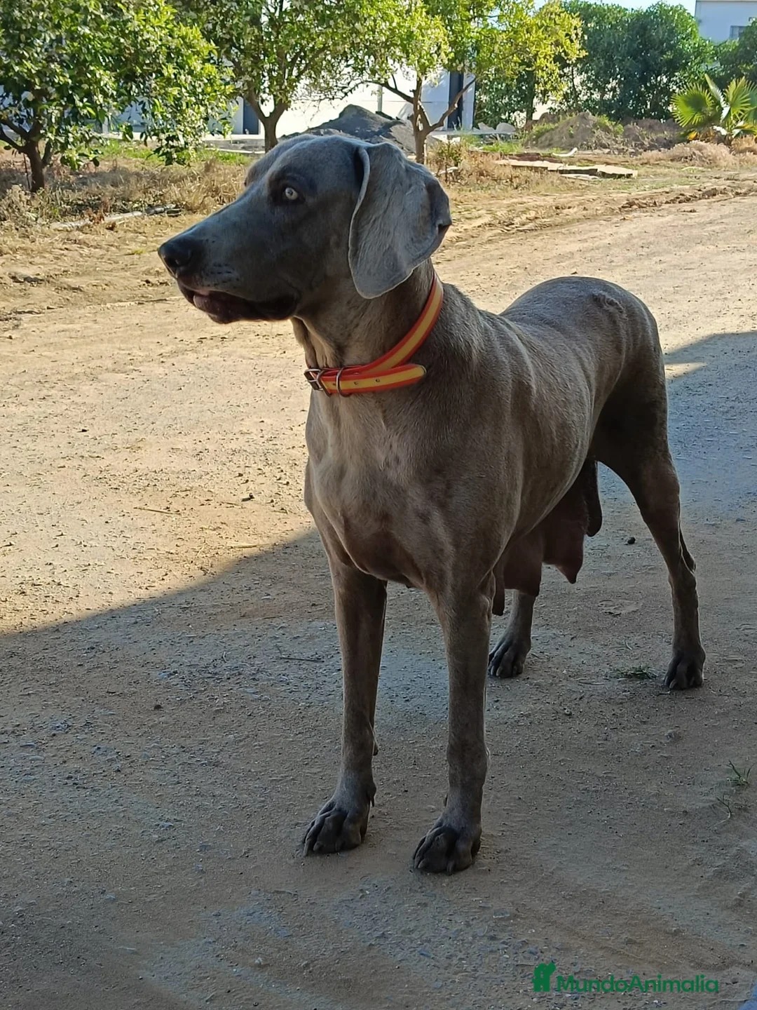 Weimaraner perros en venta: Último macho de Braco de weimar  - Anuncio 2