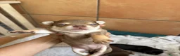 Chihuahua perros en venta: Hembra Chihuahua chocomerle🩷🐾 - Anuncio 4