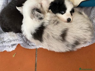 Border Collie perros border collie toda españa - Anuncio 1