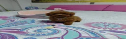 Caniche Toy perros en venta: Caniche toy  - Anuncio 3