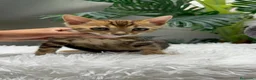 Bengalí gatos en venta: GATITA BENGALI COLOR MARBLE - Anuncio 5