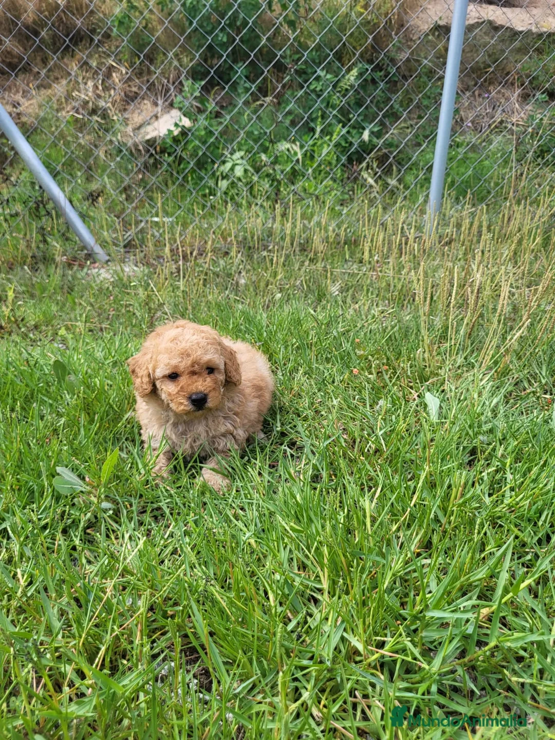 Caniche Enano perros en venta: Caniches cachorritos preciosos en Barcelona - Anuncio 3