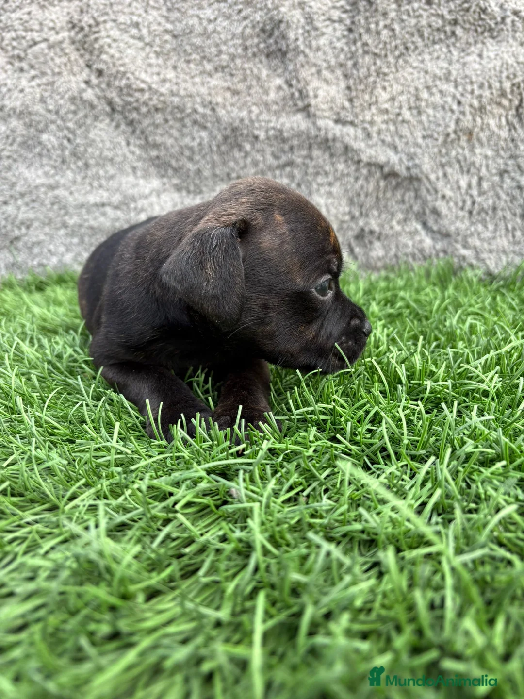 Staffordshire Bull Terrier perros en venta: Cachorros Staffordshire Bull Terrier  - Anuncio 10