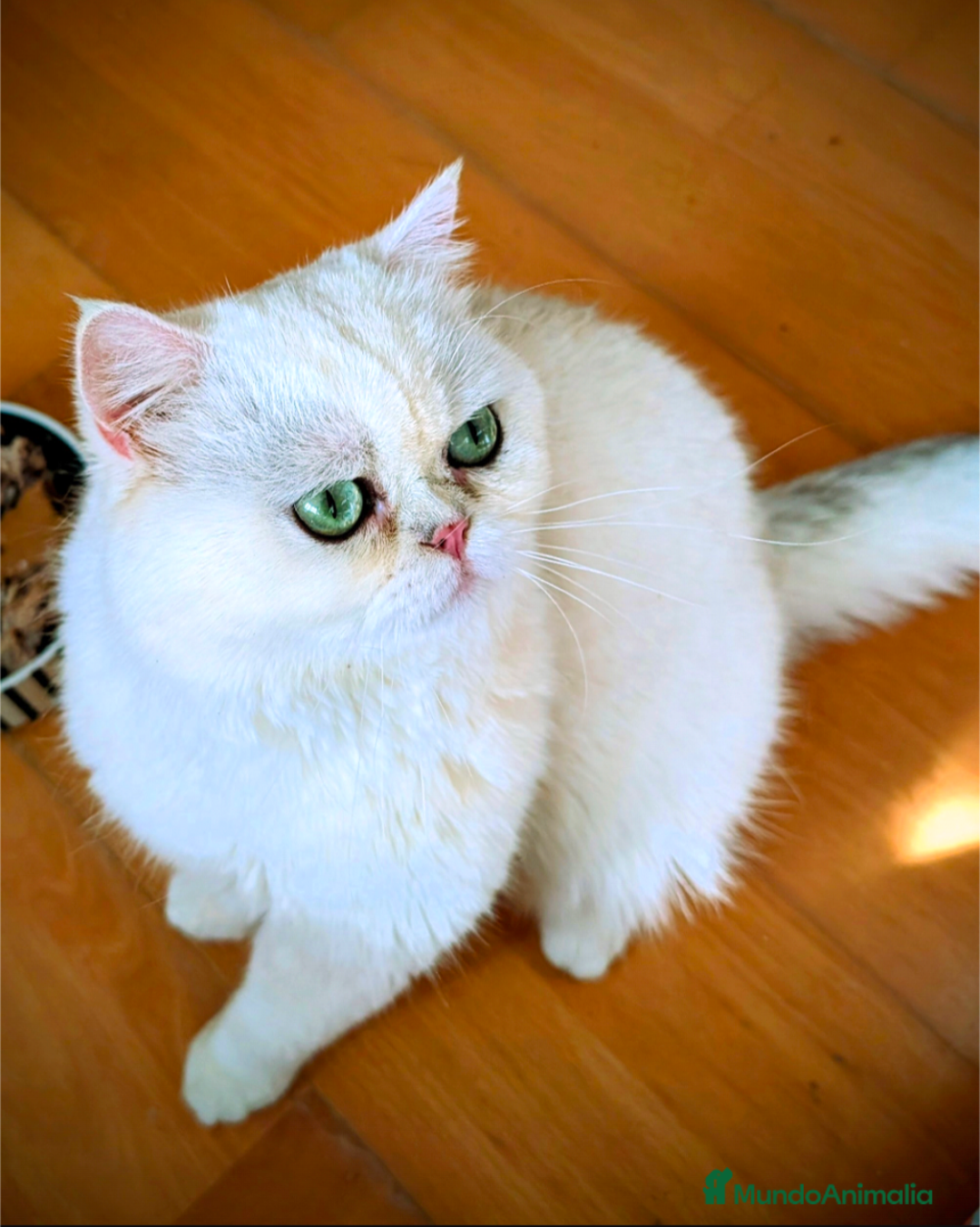 Británico de Pelo Corto gatos en adopcion:  Gato adulto excepcional en adopción responsable - Anuncio 3