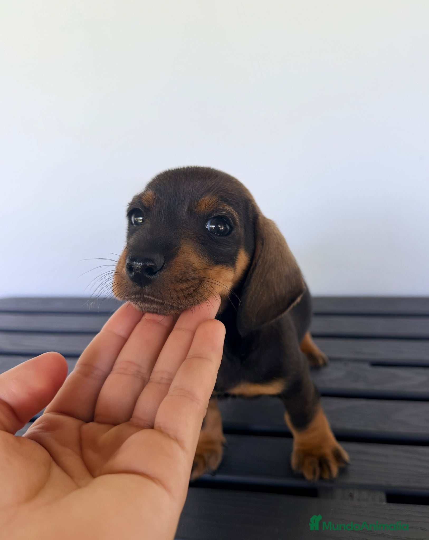 Teckel Miniatura perros TECKEL MINIATURA NEGRO  - Anuncio 2