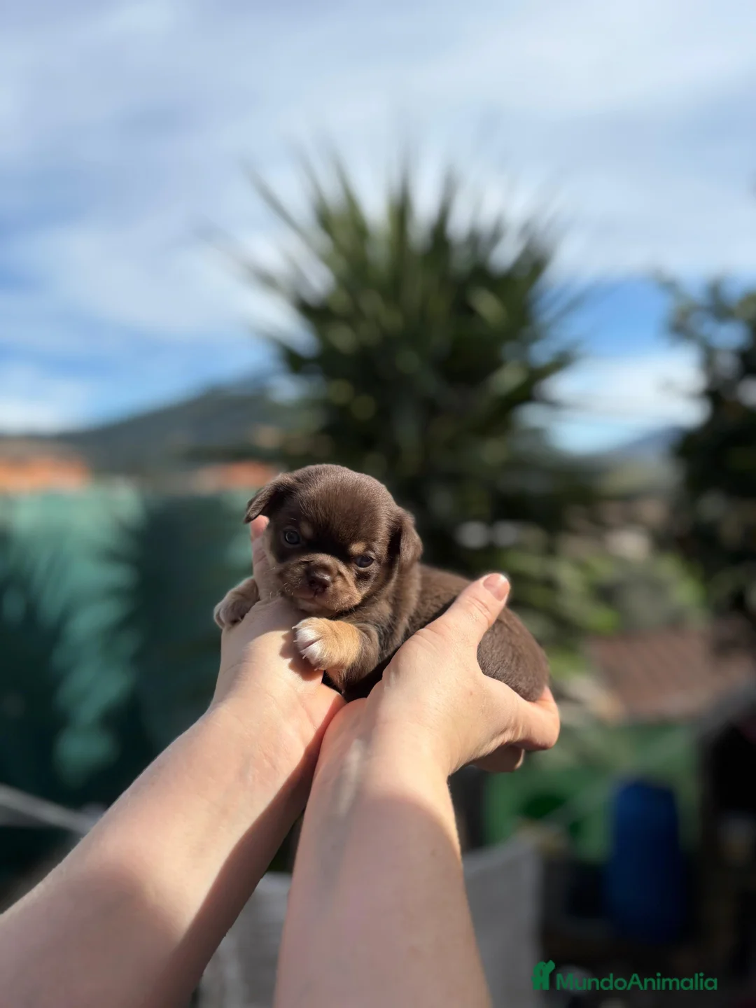 Chihuahua perros en venta: Machitos línea rusa chocolate y Isabella  - Anuncio 2