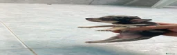 Chihuahua perros en venta: Chihuahua toys disponible  - Anuncio 4