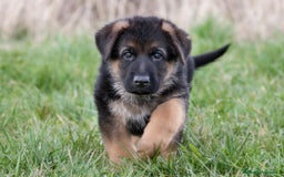 Pastor Alemán perros en venta: Mimoso bebé de Pastor Alemán - Imagen 1