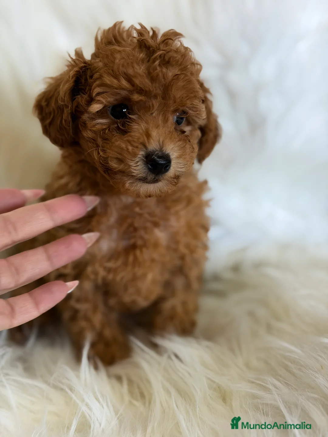 Caniche Toy perros en venta: Caniche Toy rojo  - Anuncio 2