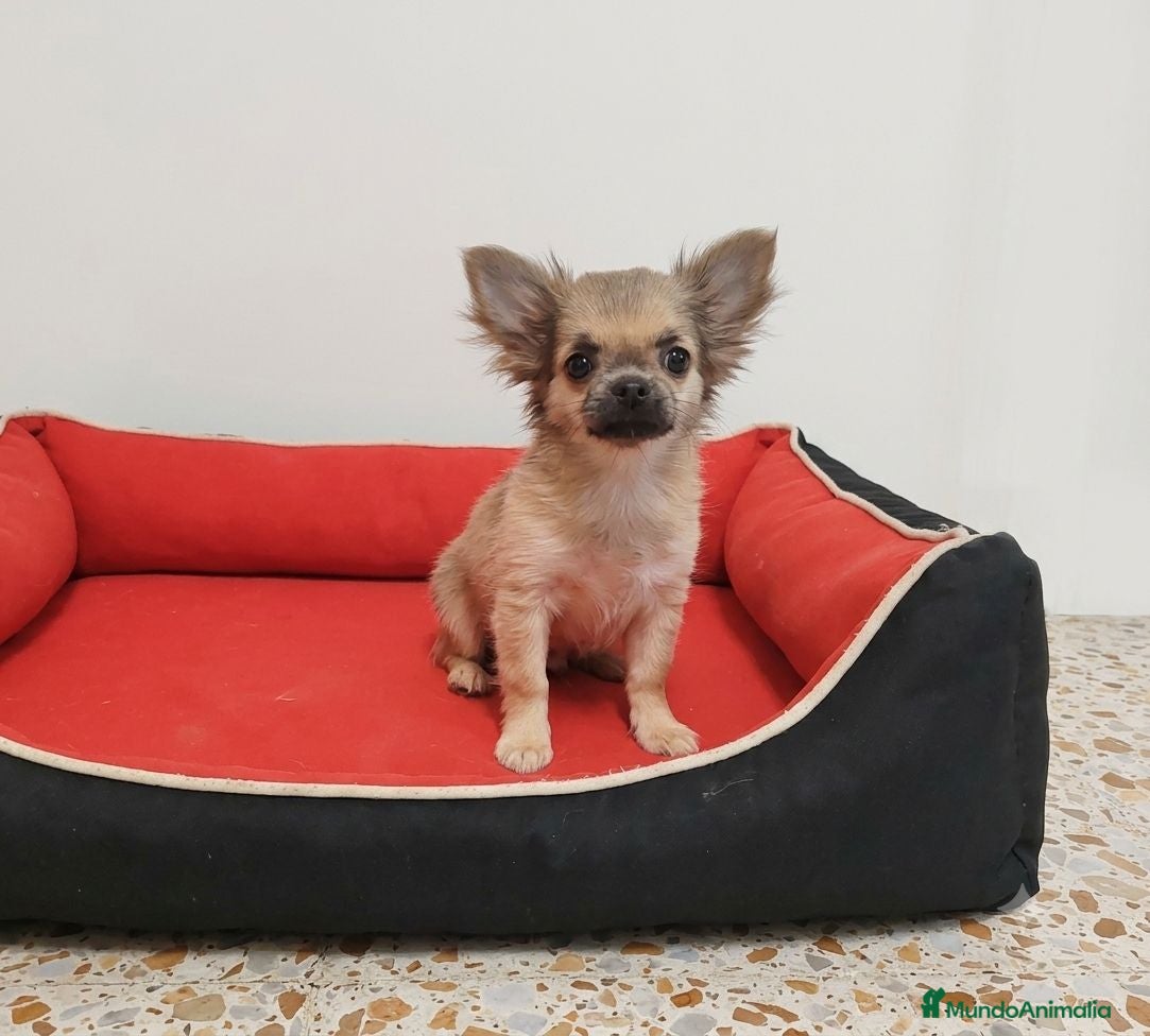 Chihuahua perros Chihuahua pelo - Anuncio 1