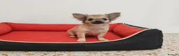 Chihuahua perros en venta: Chihuahua pelo - Anuncio 1