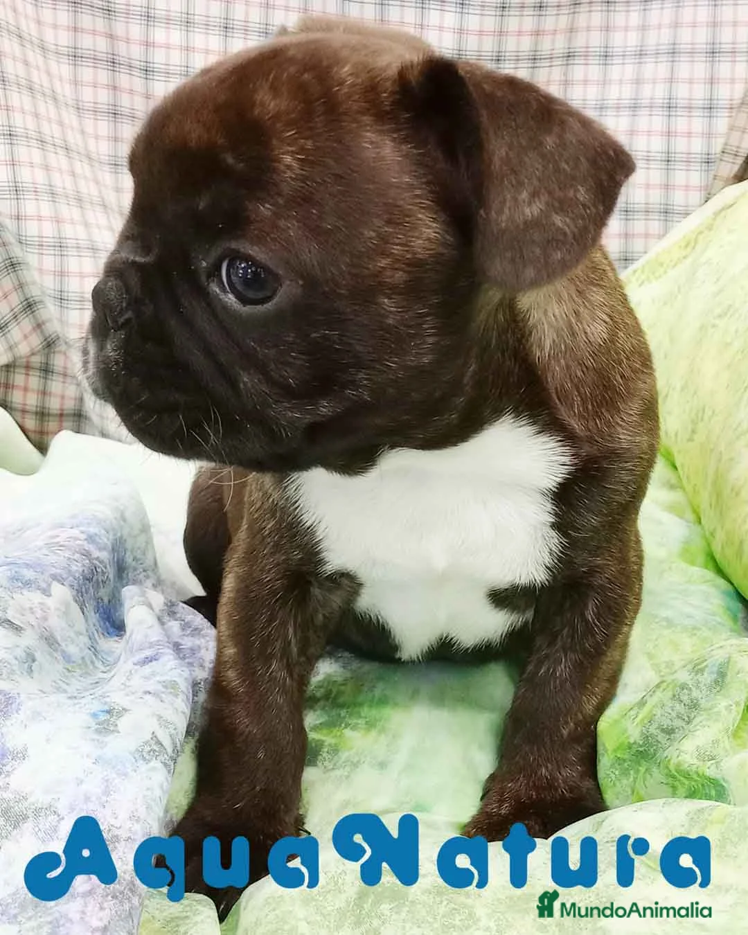 Bulldog Francés perros en venta: Camada BULLDOG FRANCES disponible - AQUANATURA en Barcelona - Anuncio 6