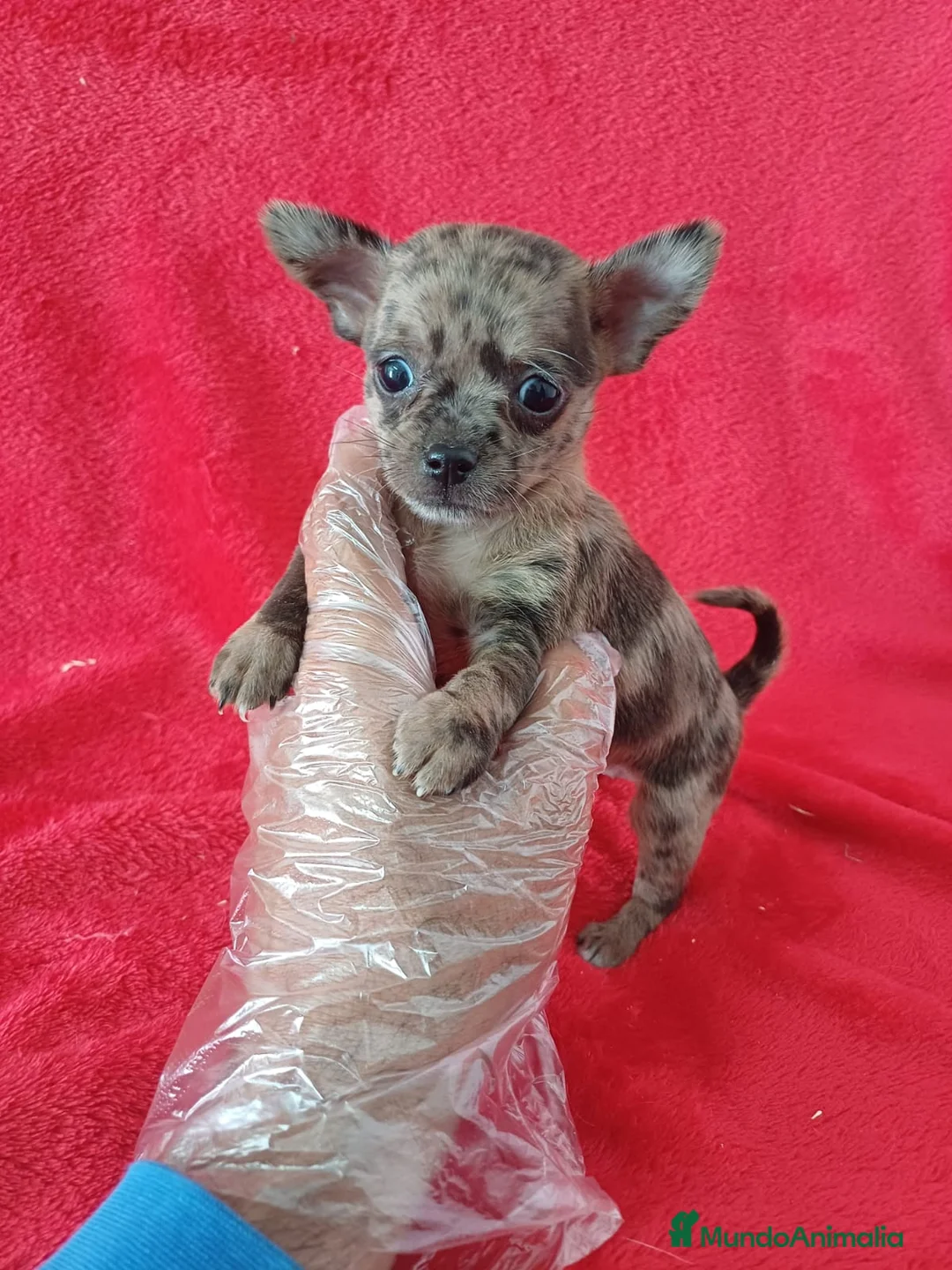 Chihuahua perros en venta: Chihuahua Arlequin  - Anuncio 1