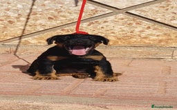 Terrier Alemán de Caza perros en venta: Disponible cachorros de Jagd terrier  - Imagen 3