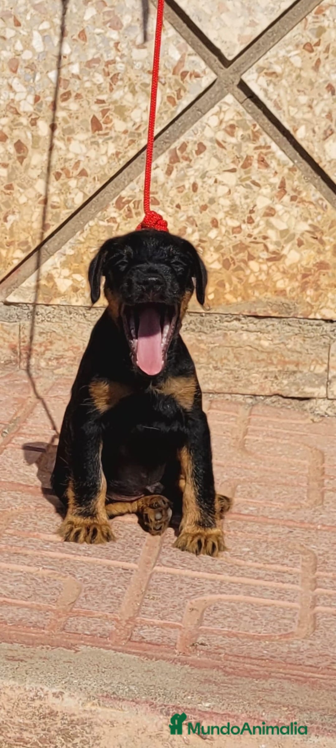 Terrier Alemán de Caza perros en venta: Disponible cachorros de Jagd terrier  - Imagen 3