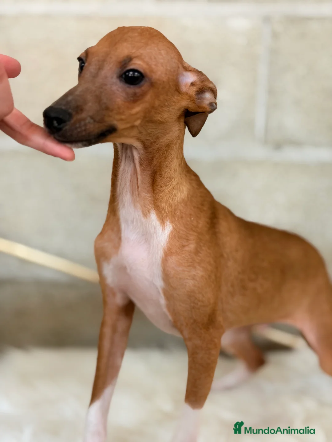 Pequeño Lebrel Italiano perros en venta: Piccolo rojo  - Anuncio 2